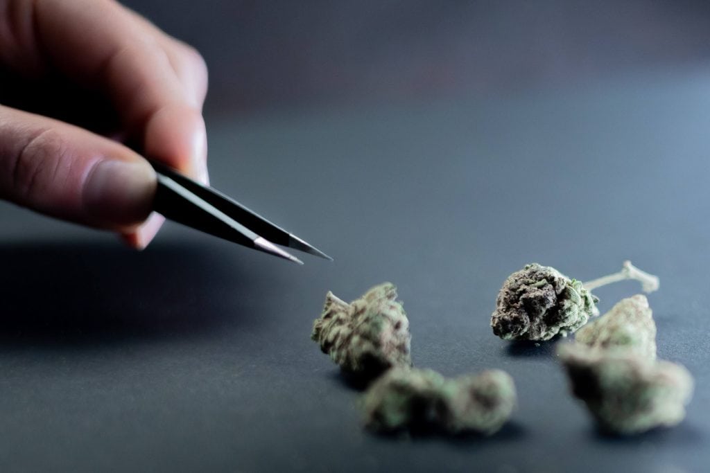qué tacto debe tener una flor de marihuana de calidad óptima