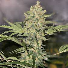 cepa híbrida marihuana gelatto 33