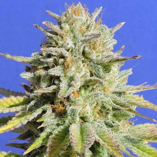 cruce de cannabis gorilla glue