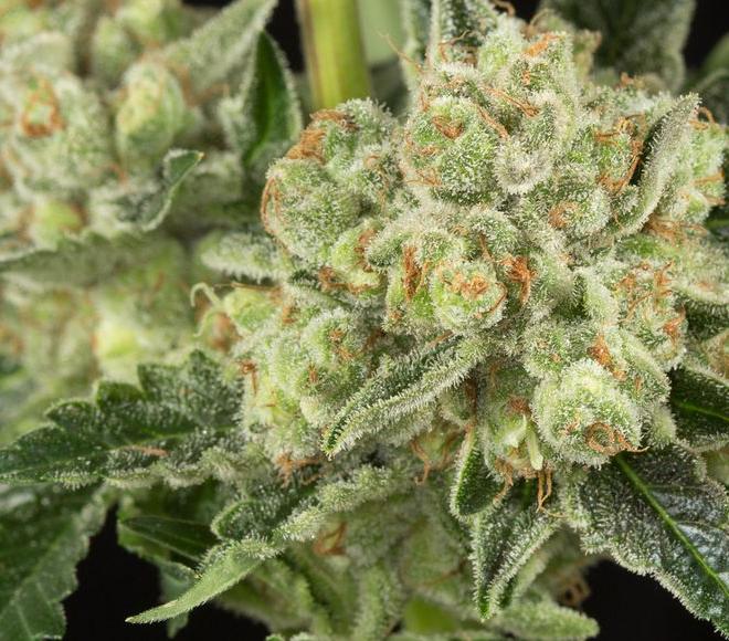 og kush marihuana