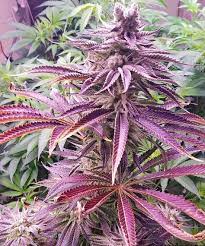 variedad de cannabis mimosa