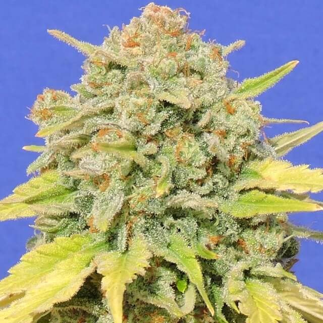 zkittlez cannabis